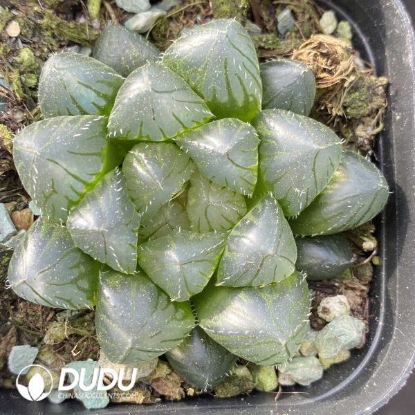 Haworthia cooperi var. obtusa Blue Mirror - Image 1