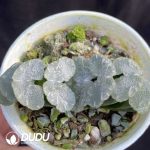 Haworthia Luan Fa