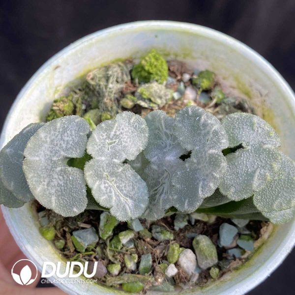 Haworthia Luan Fa - Image 1