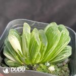 Haworthia Jade fan Variegated