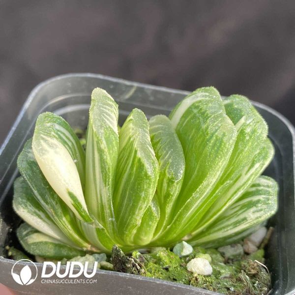 Haworthia Jade fan Variegated - Image 1