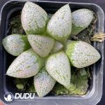Haworthia Emelyae Var. Emelyae Poelln