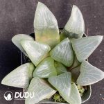 Haworthia correcta Poelln