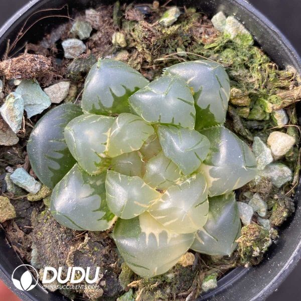 e201-438.jpg Haworthia cooperi var. truncata - Image 1