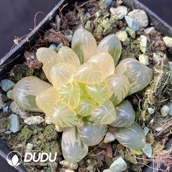 Haworthia attenuata var. clariperla - Image 1