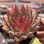 Echeveria Fire Phoenix