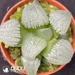 Haworthia Mirror Ball