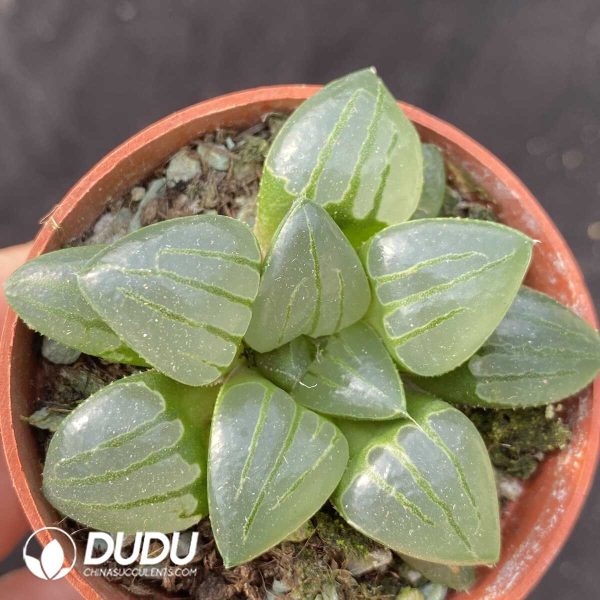 e201-441.jpg Haworthia Suihu - Image 1