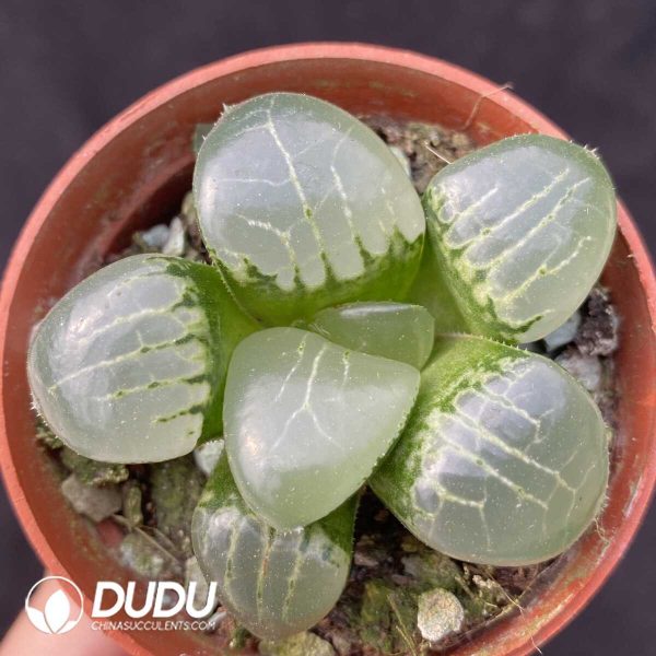e201-442.jpg Haworthia Moon Goddess - Image 1