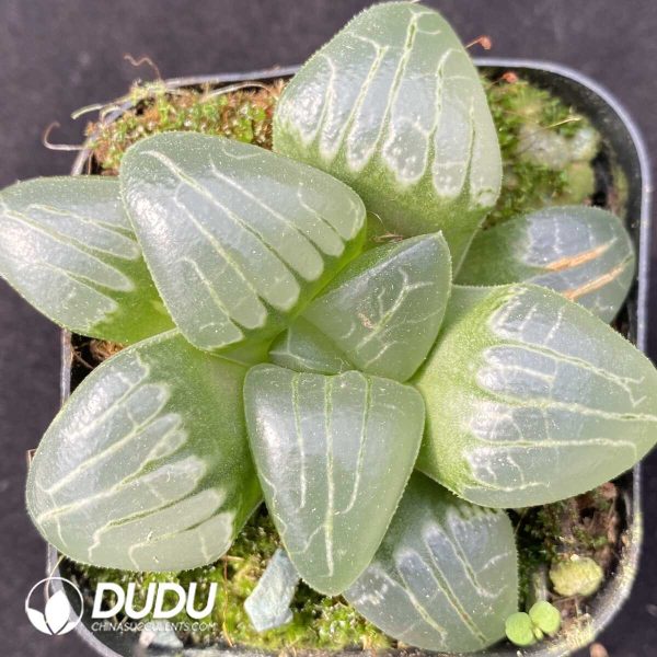 e201-443.jpg Haworthia Pink Sweetheart - Image 1