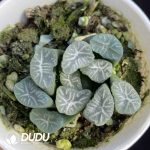 Haworthia Plume