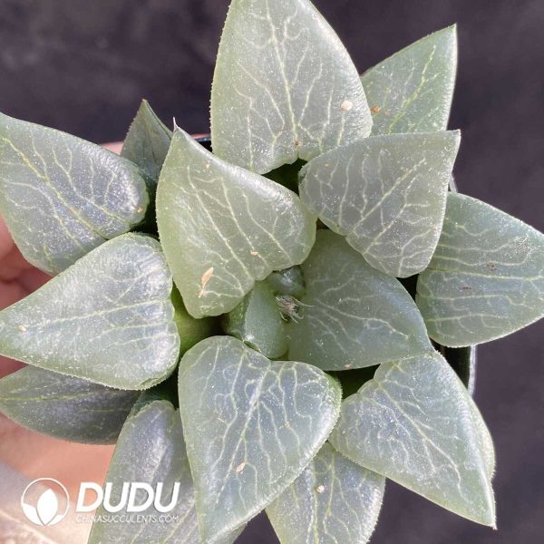 e201-445.jpg Haworthia Koshikawa Katsu - Image 1