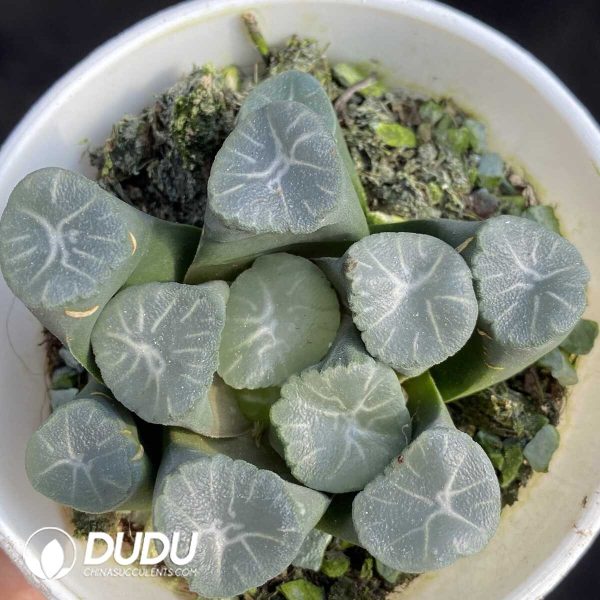 e201-447.jpg Haworthia Zoge - Image 1