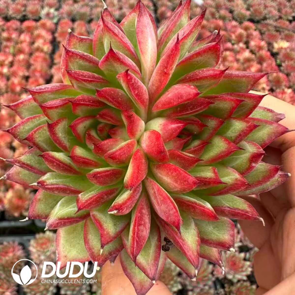 e201-45.jpg Echeveria Fire Phoenix Double Head - Image 1