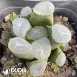 Haworthia Eagle