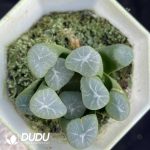 Haworthia Nostalgia