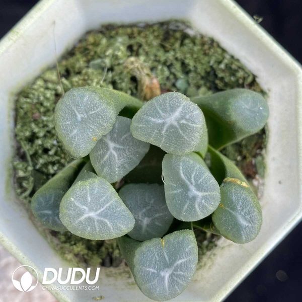 e201-451.jpg Haworthia Nostalgia - Image 1