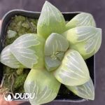 Haworthia Green Glass