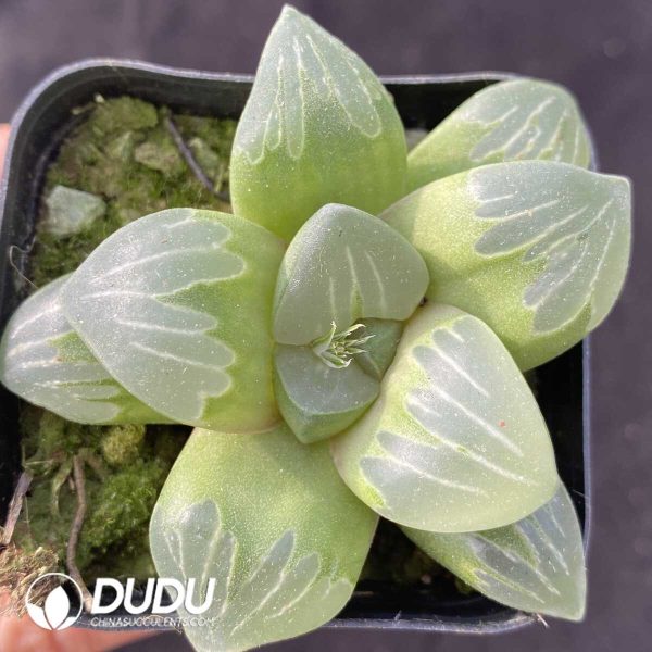 e201-452.jpg Haworthia Green Glass - Image 1