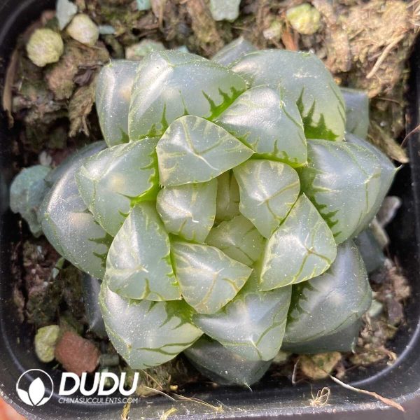 e201-453.jpg Haworthia Underwater Moon - Image 1