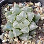 Haworthia Gyokuro f. hirsuta
