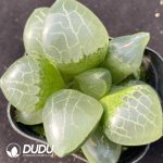 Haworthia Hyohaku-hime