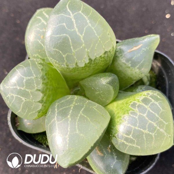 e201-455.jpg Haworthia Hyohaku-hime - Image 1