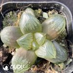 Haworthia Gyokutan
