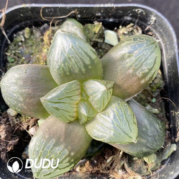 e201-456.jpg Haworthia Gyokutan - Image 1