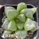 Haworthia Sansenjyu