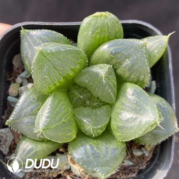 e201-457.jpg Haworthia Sansenjyu - Image 1