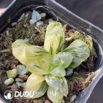 Haworthia Chisen Variegated