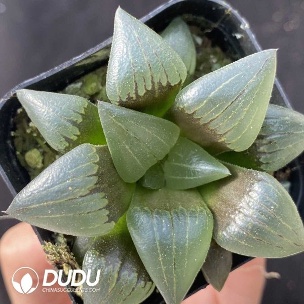 e201-459.jpg Haworthia Komon - Image 1