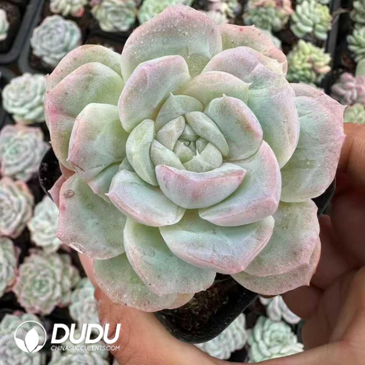 e201-46.jpg Echeveria Pear Rain - Image 1