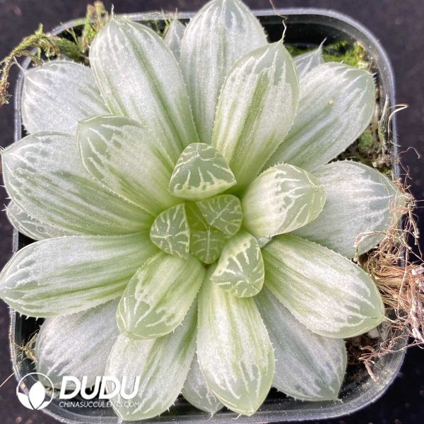 e201-460.jpg Haworthia Gyokuro f. variegata - Image 1