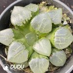 Haworthia Qin Ying