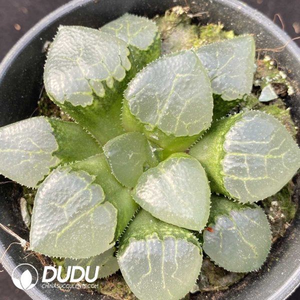 e201-461.jpg Haworthia Qin Ying - Image 1