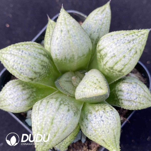 e201-462.jpg Haworthia Sekai Ichi - Image 1