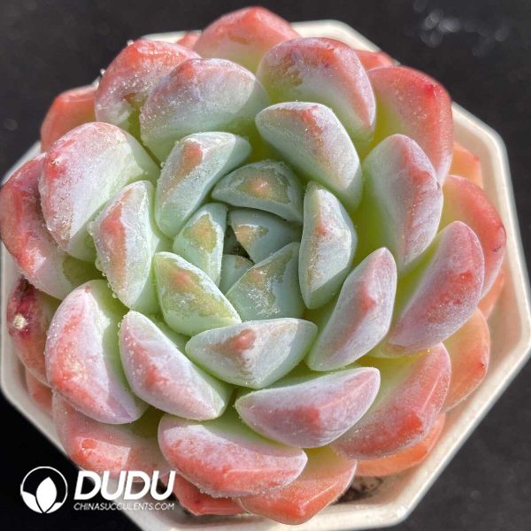 e201-463.jpg Echeveria Phantom - Image 1