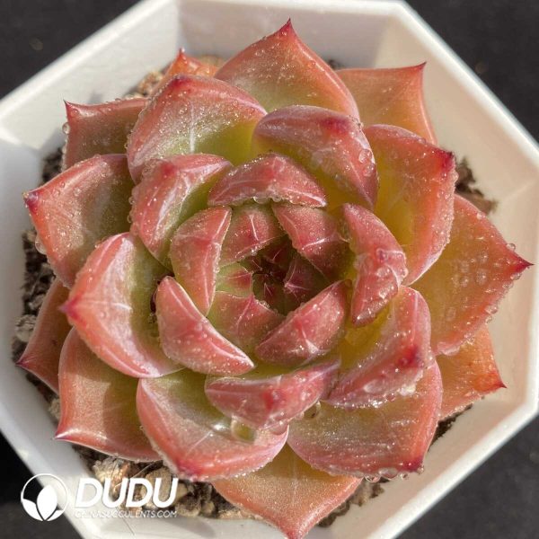 e201-464.jpg Echeveria NO.037 - Image 1