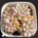 Echeveria Ice Cream Clustering