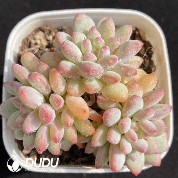 e201-465.jpg Echeveria Ice Cream Clustering - Image 1