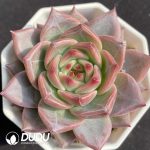 Echeveria NO.047