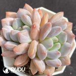 Echeveria Baby Dream Double Heads