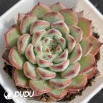 Echeveria Sun Star