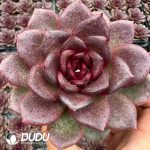 Echeveria Magic Rose