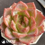 Echeveria 047 Subtle Pattern