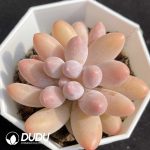 Graptopetalum Glutinous Rice Balls