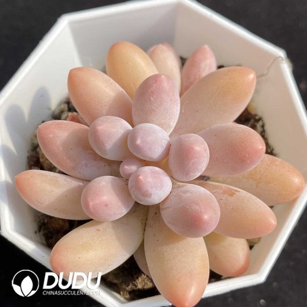e201-471.jpg Graptopetalum Glutinous Rice Balls - Image 1