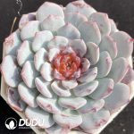 Echeveria White Sundae